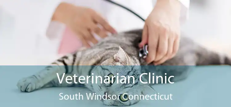 Veterinarian Clinic South Windsor Connecticut