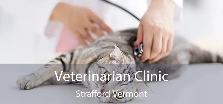 Veterinarian Clinic Strafford Vermont