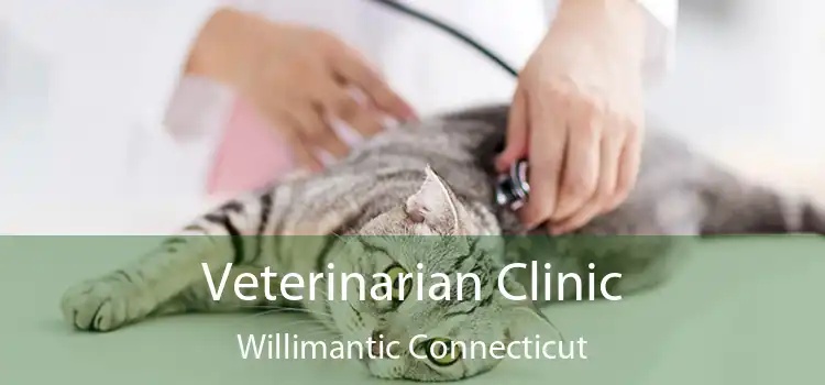 Veterinarian Clinic Willimantic Connecticut