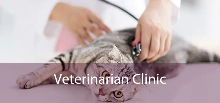 Veterinarian Clinic 