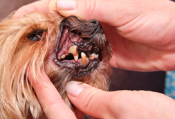 New Canaan Dog Dentist