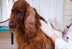 Dog Vaccinations in West Hartford