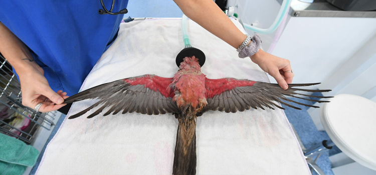 bird regular veterinary clinic in Barnard