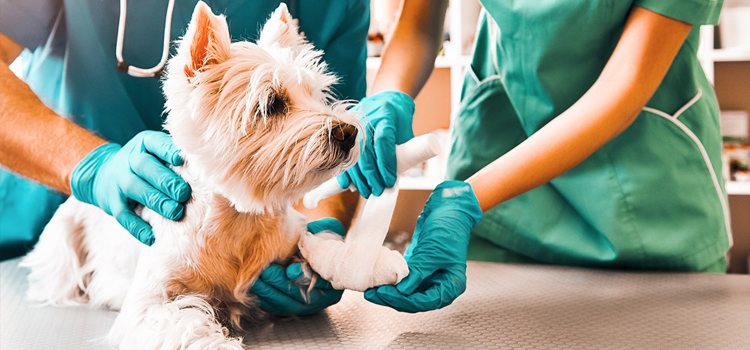 North Westchester pet emergency clinic