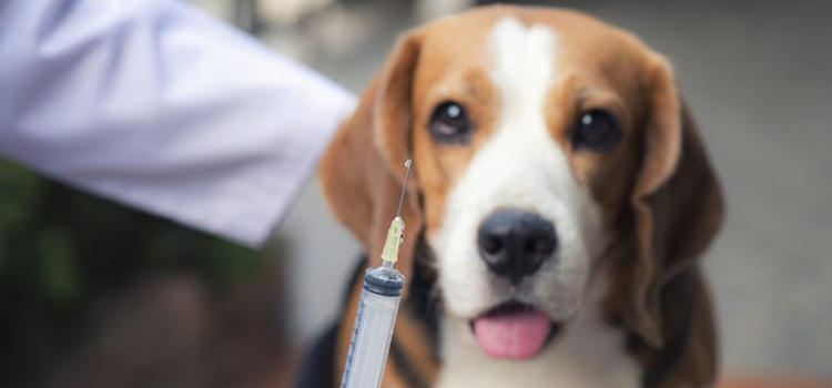 dog vaccination dispensary in Brattleboro