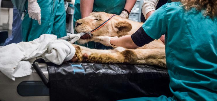 Hartford animal hospital veterinary surgical-process